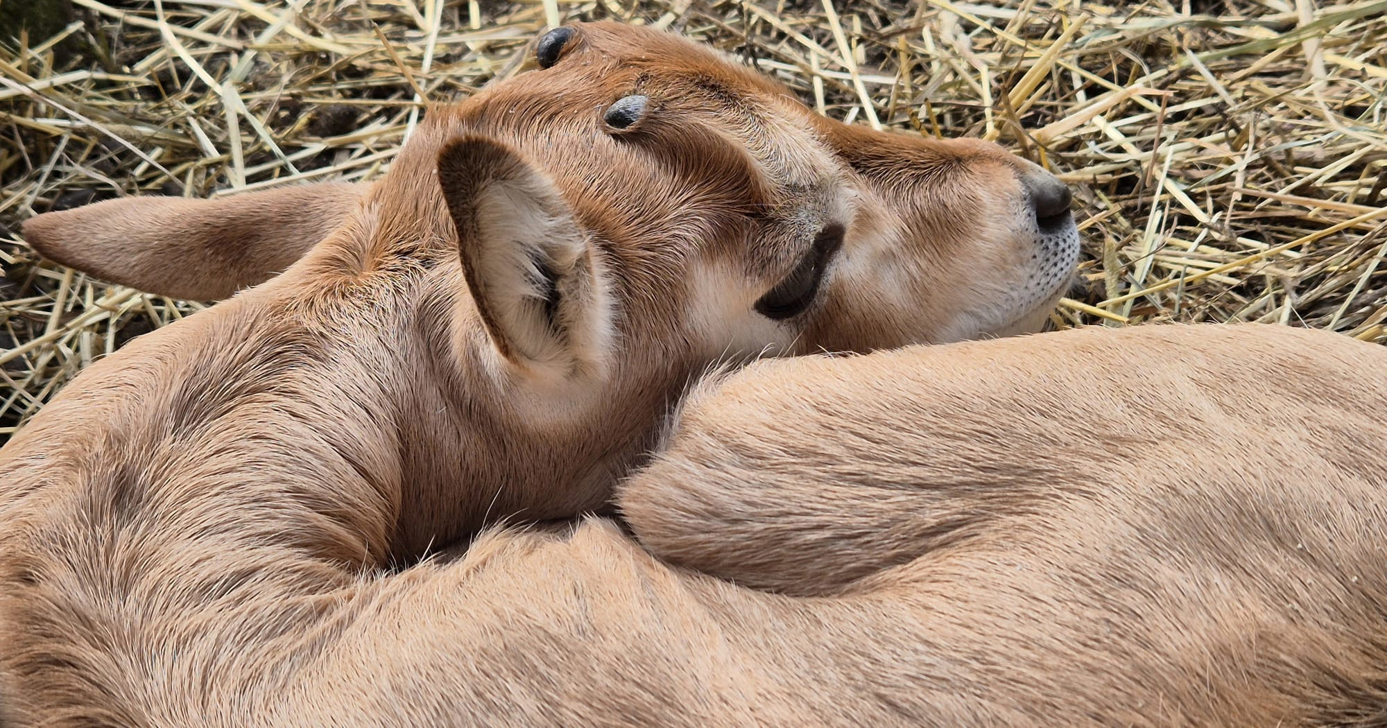 U zagrebačkom ZOO-u rođen sabljorogi oriks Pistacio