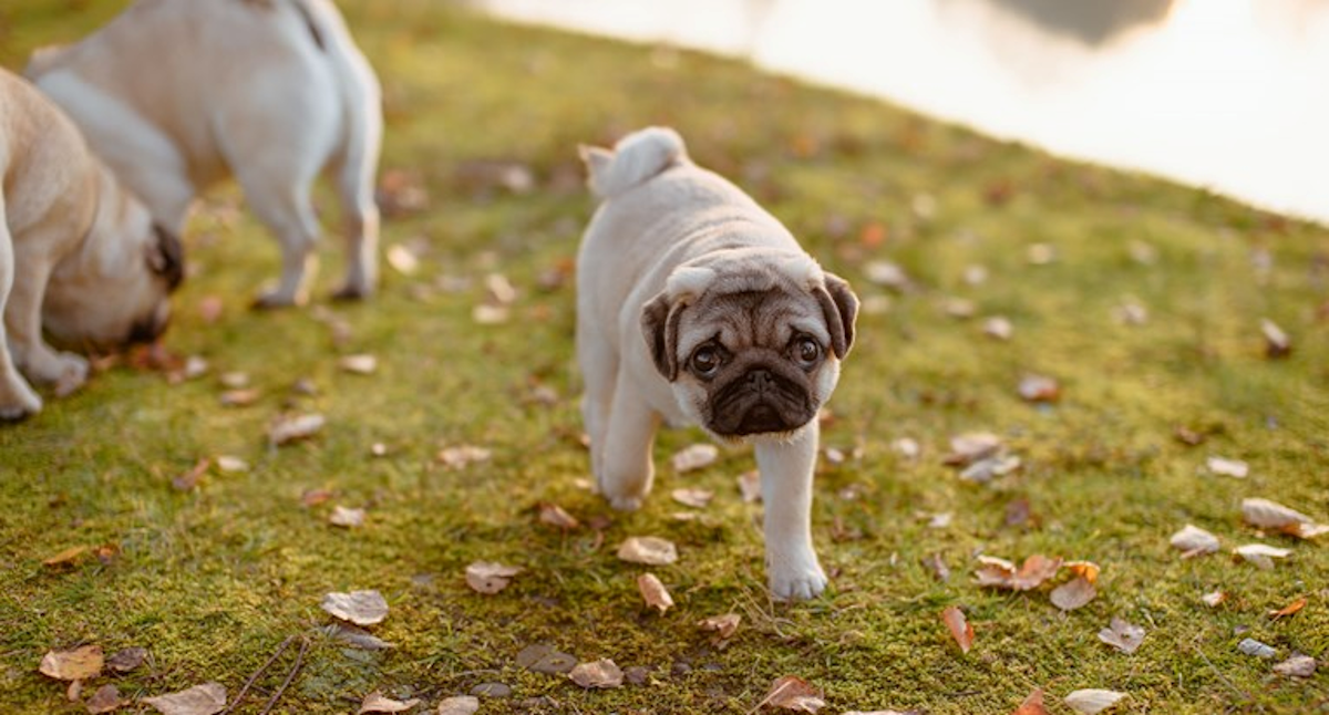 Psi se nisu mogli obuzdati kada su vidjeli bebu, njihova reakcija je sve