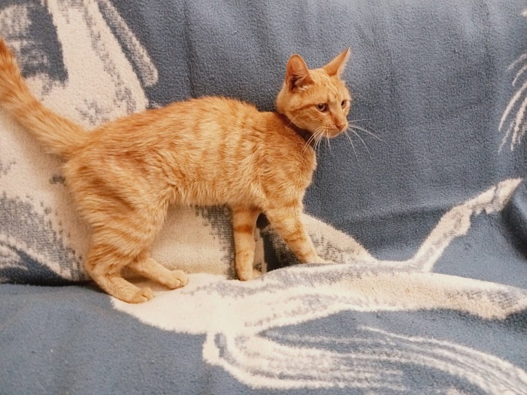 Da popularni Garfield ode na dijetu izgledao bi kao simpatični Zvonko