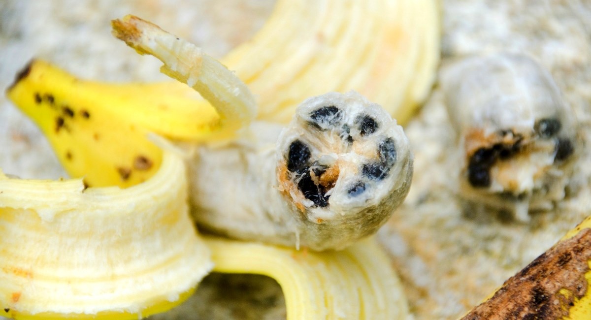 Banane koje danas jedemo prilagođene su našim željama - evo kakve su prije bile