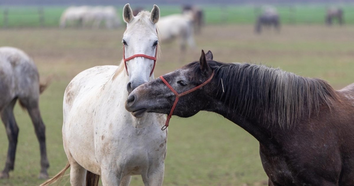 Izložba konja u Sunju dovodi prekrasne autohtone hrvatske pasmine