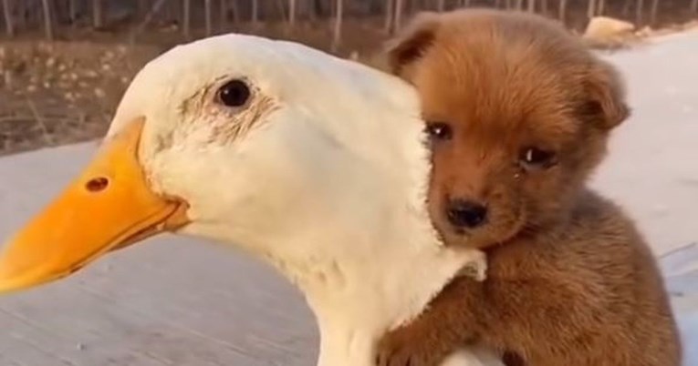Neobično prijateljstvo patke i štenca otopit će i najtvrđa srca