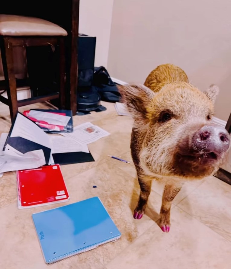 Kamera snimila trenutak kada je neočekivani krivac pojeo zadaću jedne školarke