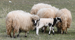 FOTO Ovce i janjci na ispaši kod Šibenika, mališani su uživali u igri