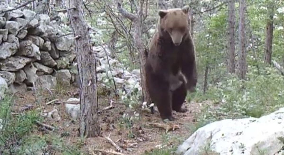 Medo u NP-u Sjeverni Velebit snimljen kako se češe o stablo, ljudi pišu: Ogroman je