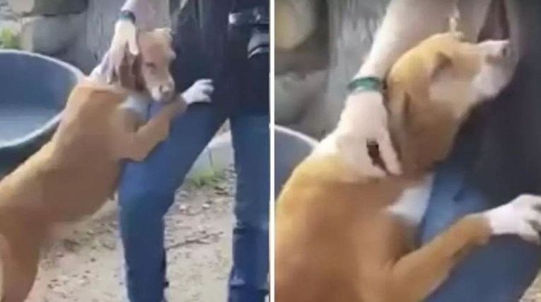 Pas u azilu zagrlio novinara i nije ga htio pustiti sve dok ga nije udomio