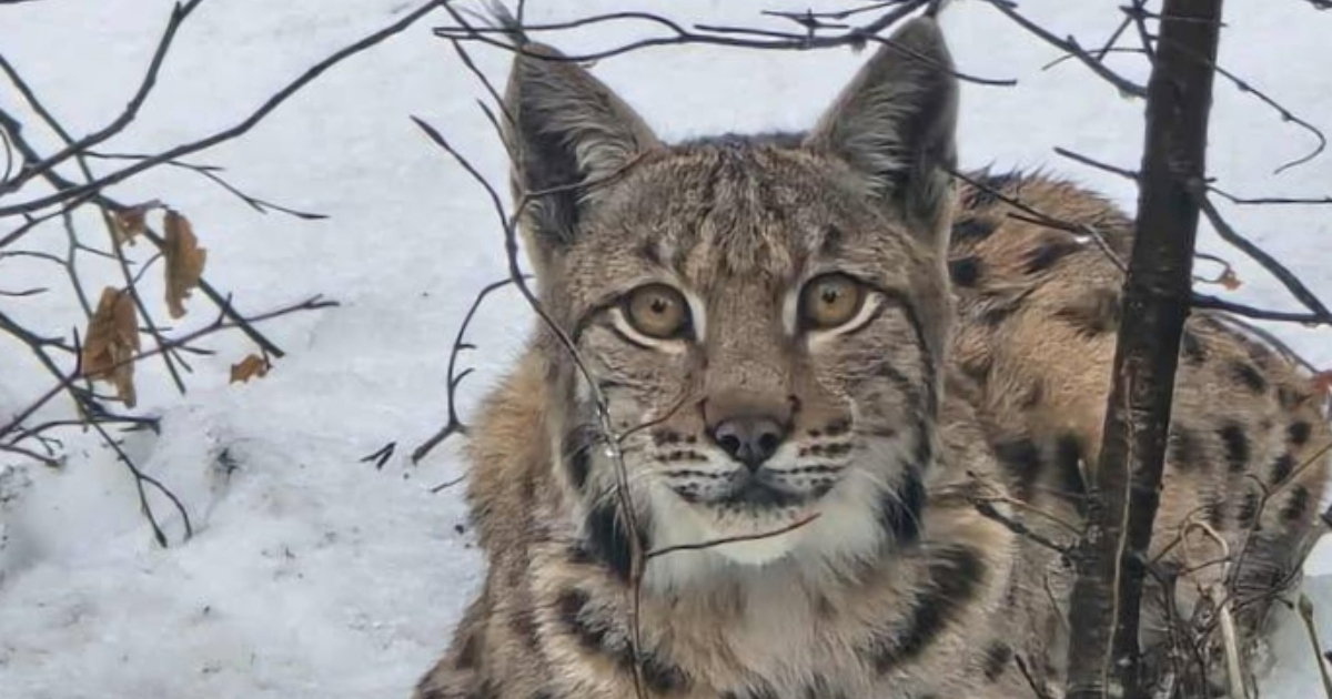 Djelatnik Hrvatskih šuma u u Gorskom kotaru snimio prekrasnog risa