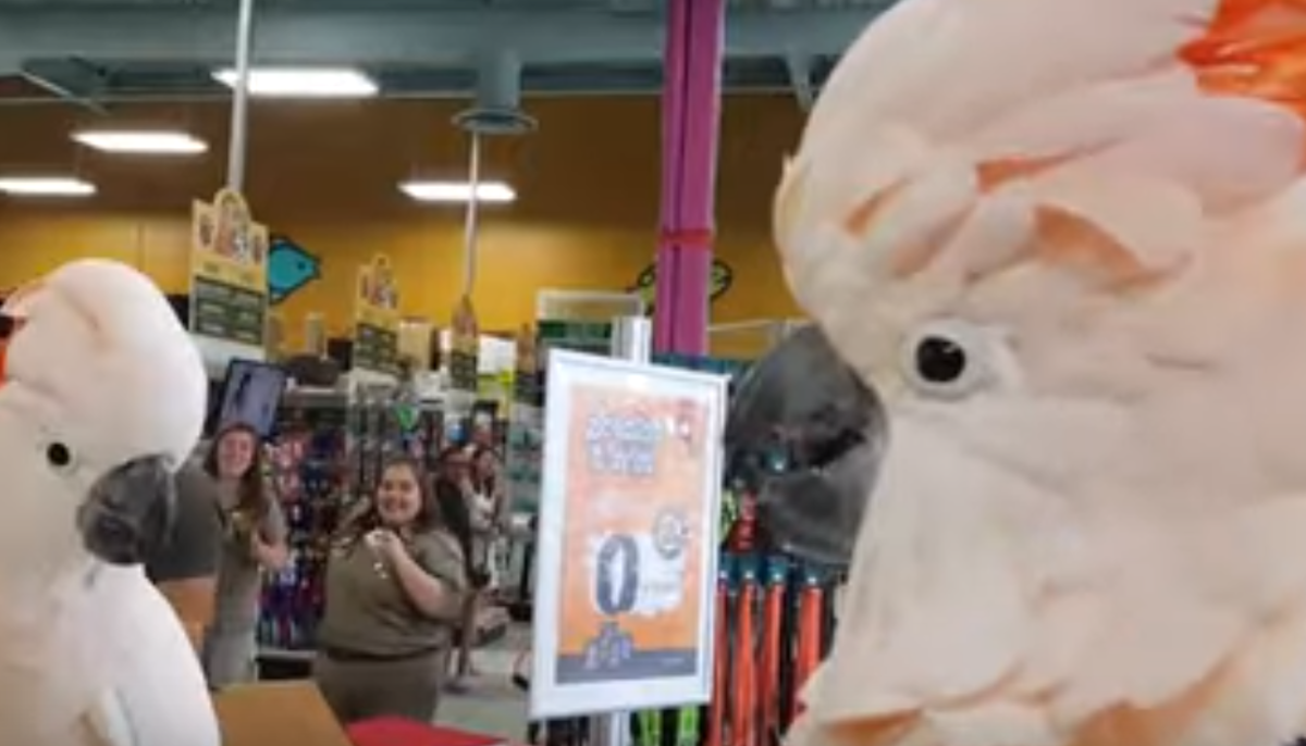 Kakadui se sreli u pet shopu i napravili show koji je nasmijao sve prisutne