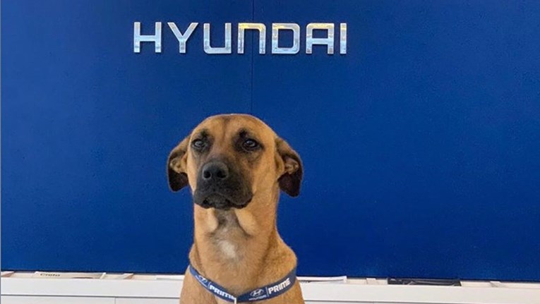 Napušteni pas postao je član Hyundaijeve obitelji, kupci su oduševljeni idejom