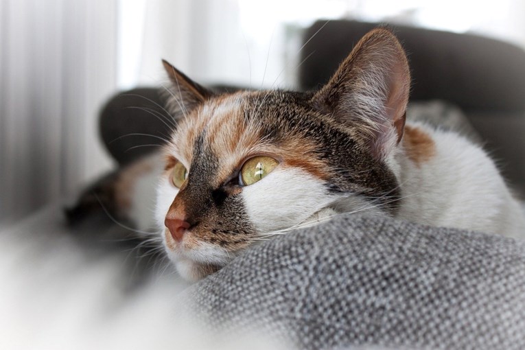 Koliko dugo mačke pamte svoje vlasnike? Evo što kažu stručnjaci