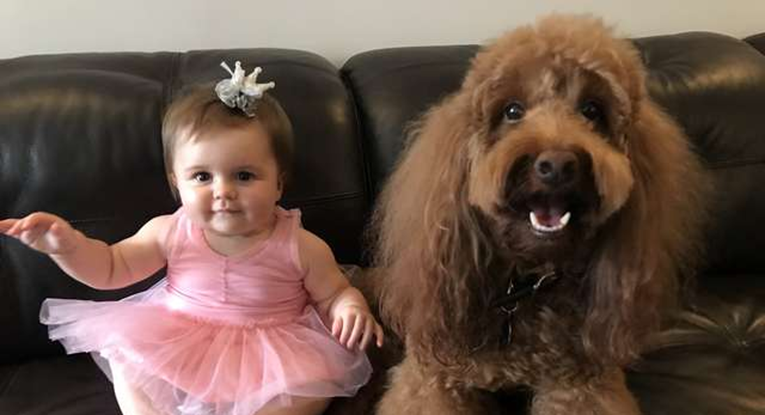 Roditelji snimili najslađi prizor: psa koji je smirio njihovu uplakanu kćer