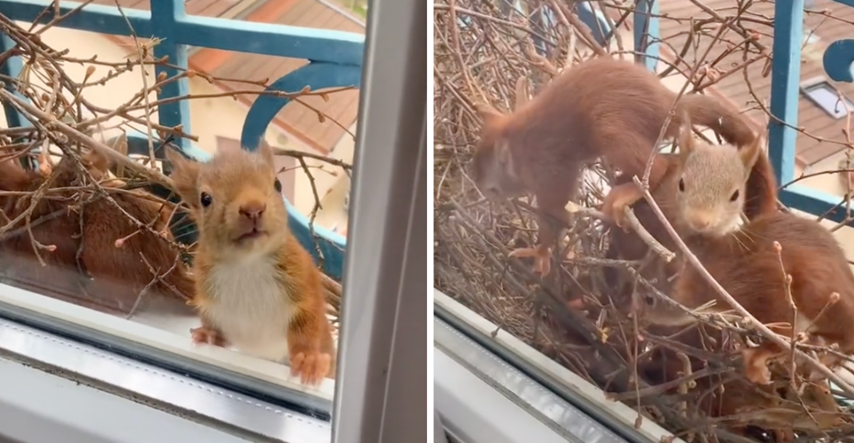 Vjeverica izgradila gnijezdo ispred prozora pa uselila svoju obitelj