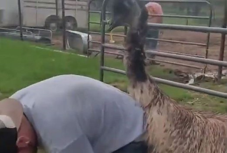 Viralna snimka: Radio nešto na ranču, napaljeni emu nije mu dao mira