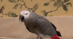 Umrijet ćete od smijeha kada čujete što si poručuje ovaj papagaj