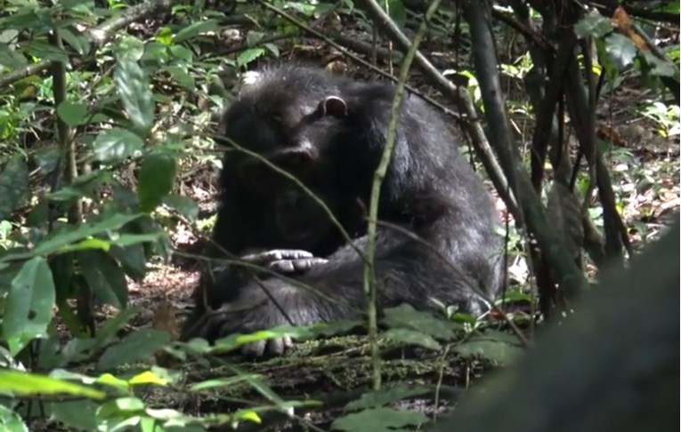 VIDEO Divlje čimpanze snimljene kako se liječe šumskim biljkama
