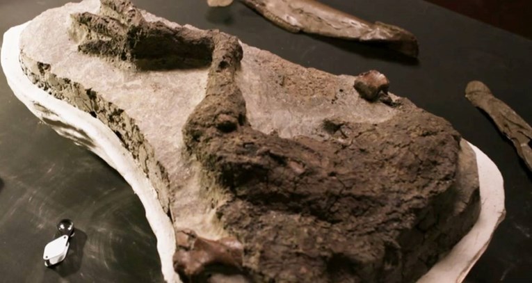 Pronađen nevjerojatan fosil dinosaura: Odlično je očuvan, umro kada je pao asteroid?