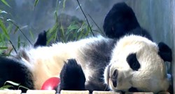 Velika panda putuje privatnim letom iz Amerike u Kinu