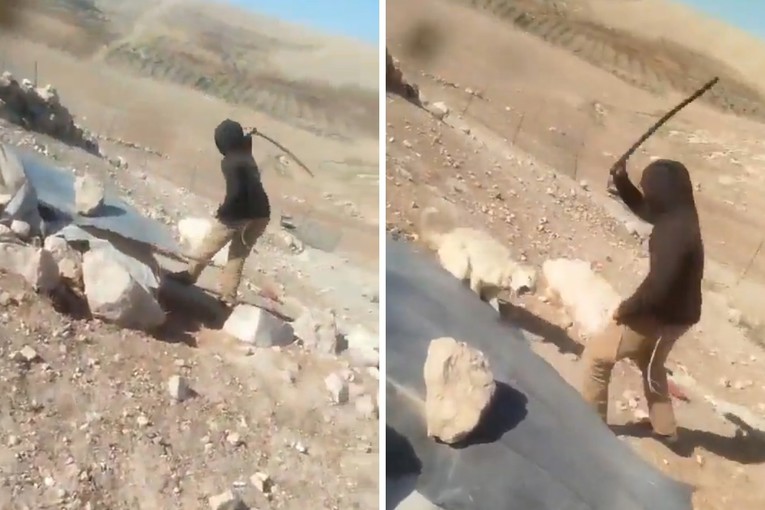 VIDEO Izraelski doseljenik premlatio psa u palestinskom selu, širi se snimka