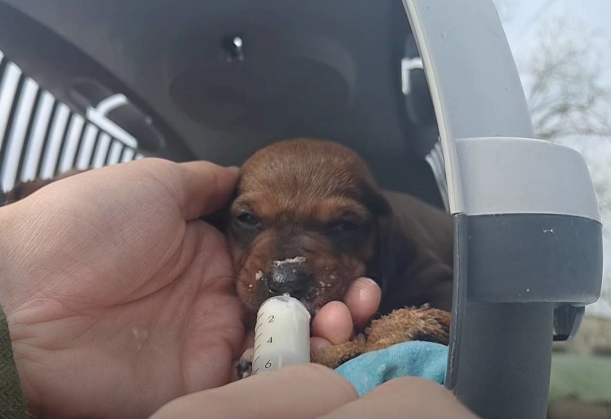 Štene ostavljeno u kutiji ispred osječkog azila, traži se hitan smještaj