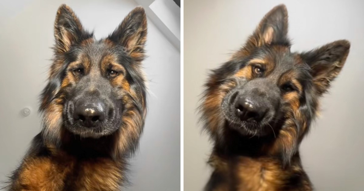 Vlasnica ostavila mobitel na podu pa snimila slatku reakciju ovčarke, nasmijat će vas