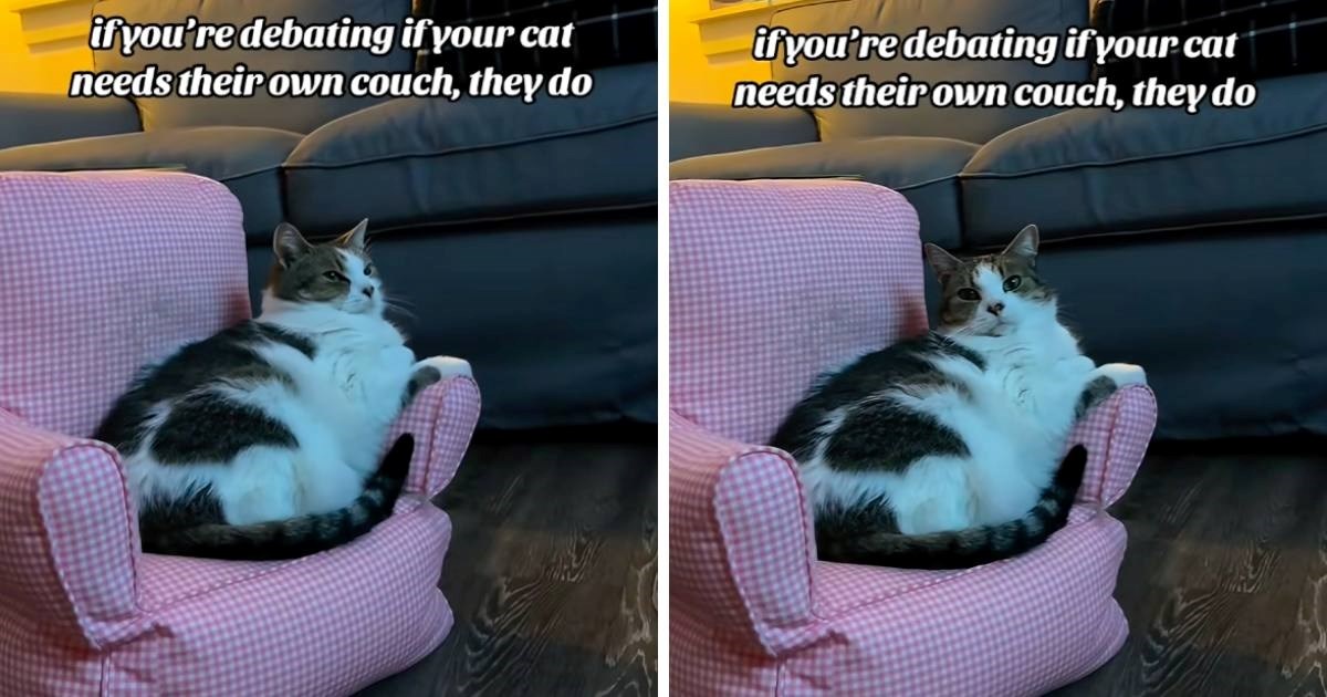 Video mačke koja gleda televiziju iz svoje fotelje izmamit će vam osmijeh na lice