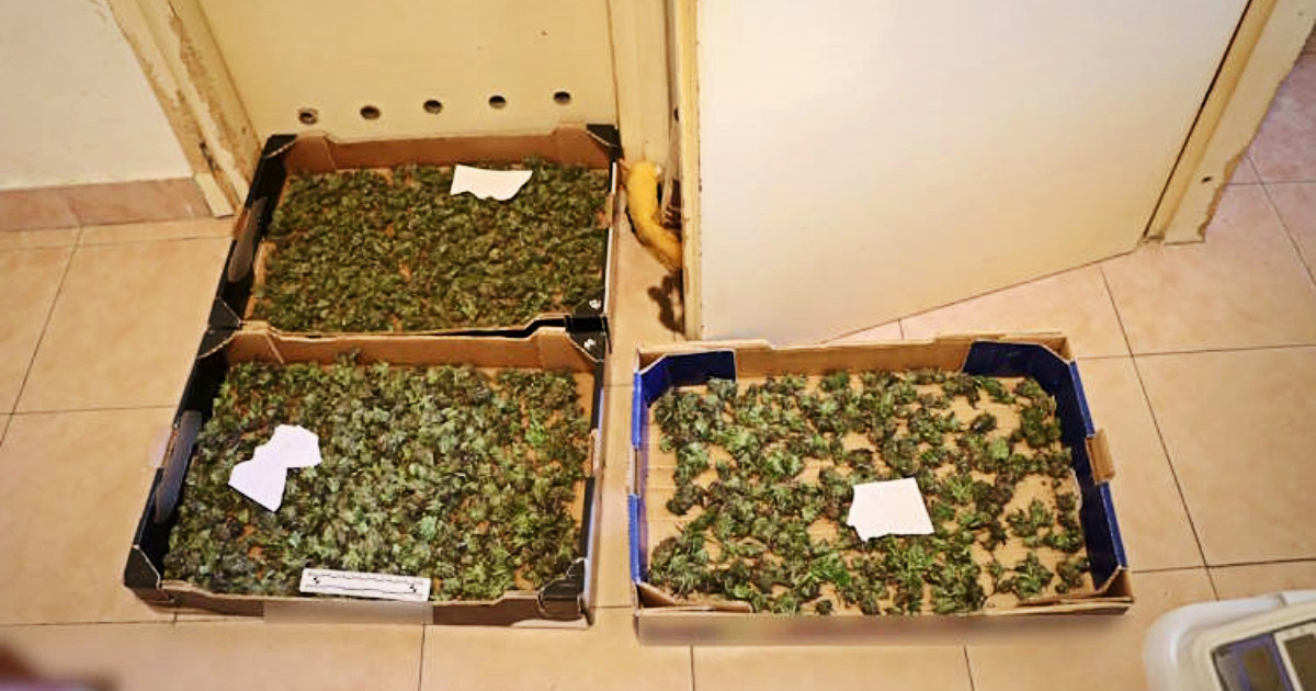 FOTO Uzgajao (70) travu u šumi kod Zaprešića pa je prodavao u Zagrebu. Uhićen je