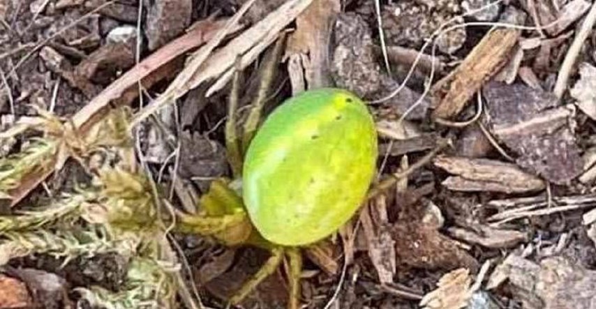 Par se na planinarenju iznenadio kad je otkrio što je zapravo ova "mala lubenica"