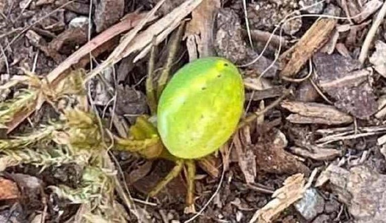 Par se na planinarenju iznenadio kad je otkrio što je zapravo ova "mala lubenica"