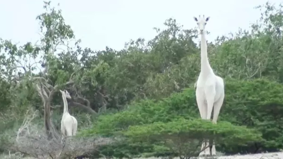 Krivolovci u Keniji ubili jedinu ženku bijele žirafe