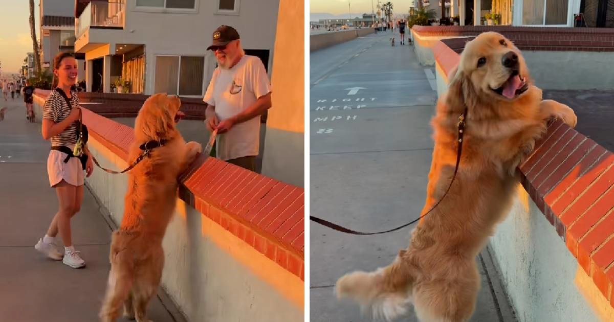 Zlatni retriver obožava susjeda koji mu uvijek daje poslastice 🥹