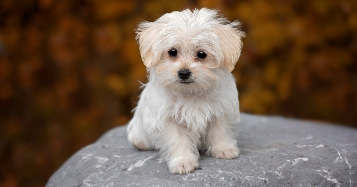 Pet pasmina pasa koje nemaju neugodan miris