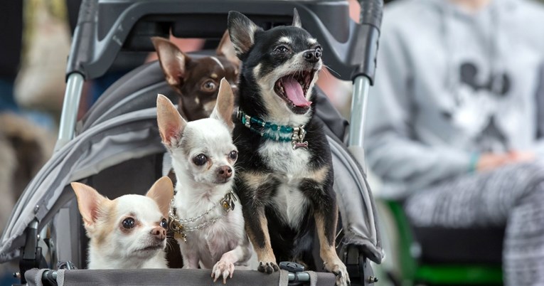 Sve više ljudi bira pse umjesto djece, pokazuje novo istraživanje