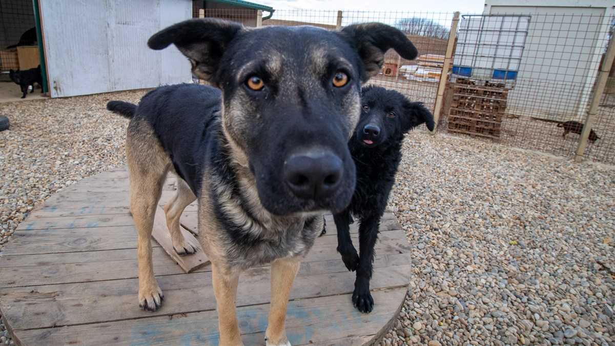 Farmica treba našu pomoć. Oni brinu za životinje koje nitko ne želi