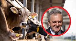 Šef HDZ-a Karlobag trovao krave. Htio je uništiti konkurenciju?