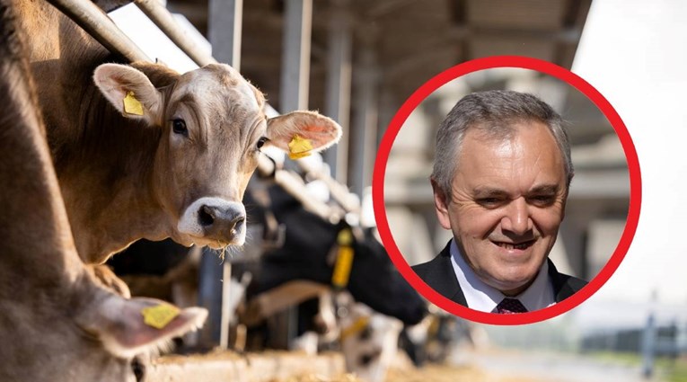 Šef HDZ-a Karlobag trovao krave. Htio je uništiti konkurenciju?