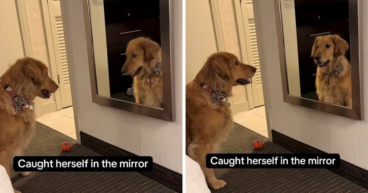 Zlatna retriverica ugledala svoj odraz u ogledalu. Pogledajte kako se divi samoj sebi