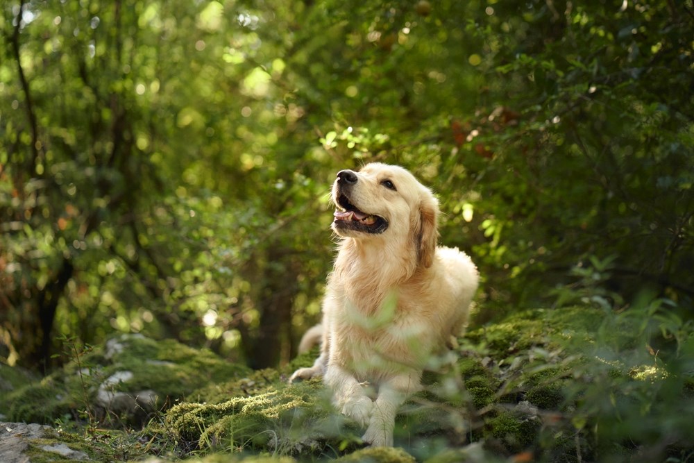 Od šetnje do planinarenja: Donosimo ideje i savjete za aktivan dan sa psom