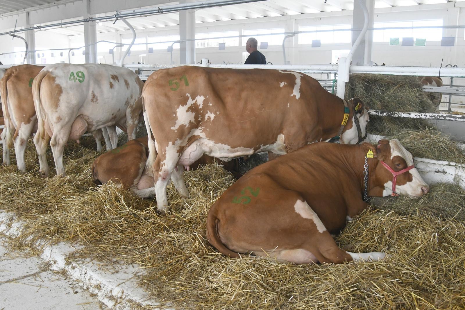 Proizvođačke cijene poljoprivrednih proizvoda porasle za 3,2 posto