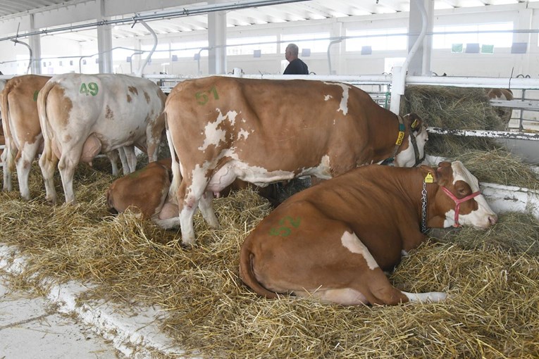 Proizvođačke cijene poljoprivrednih proizvoda porasle za 3,2 posto