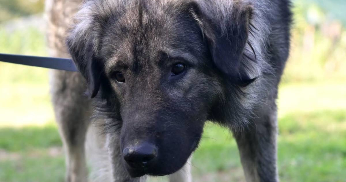 Upoznajte Šerpu, preslatkog križanca šarplaninca iz Dumovca koji traži dom