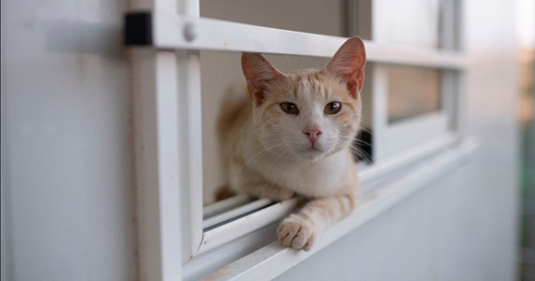 U Zagrebu počinje gradnja skloništa za mačke