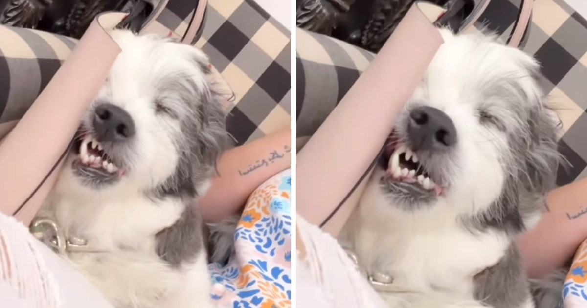 Pas je išao s vlasnicom na posao. Ona snimila kako je smiješno zaspao