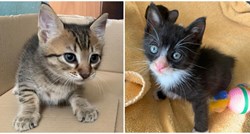 Pet slatkih mačića u Rovinju čeka svoj dom, ostali su bez mame čim su došli na svijet