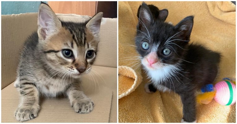 Pet slatkih mačića u Rovinju čeka svoj dom, ostali su bez mame čim su došli na svijet