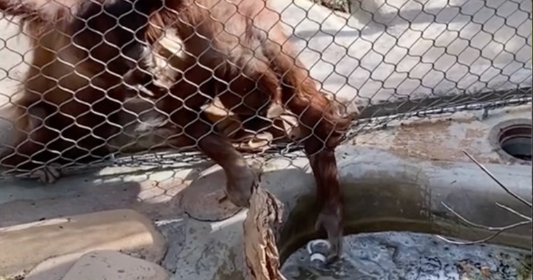 Dječaku je bočica pala u nastambu orangutana, rasplet priče je nevjerojatan