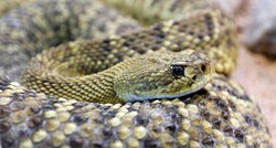 Ženu u Njemačkoj ugrizla čegrtuša, policija na njezinoj farmi našla 110 zmija