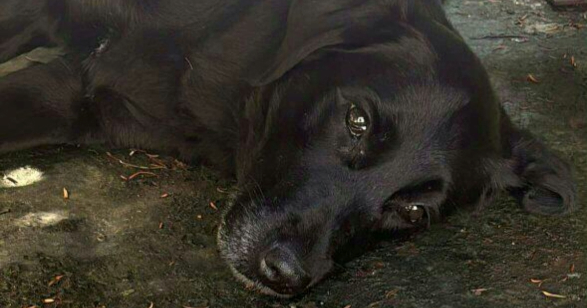 Moli traži dom: Nakon 12 godina ostala je sama u dvorištu