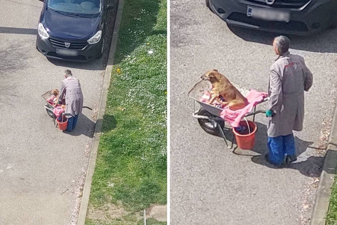 "On mu je sve": Zagrepčanin svaki dan u tačkama vozi svog bolesnog psa na livadu