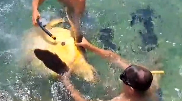 Policija traga za kupačima koji su na Čiovu maltretirali kornjaču u plićaku