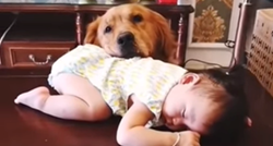 Pas njuškom drži bebu koja je zaspala na stolu, on je najbolja dadilja